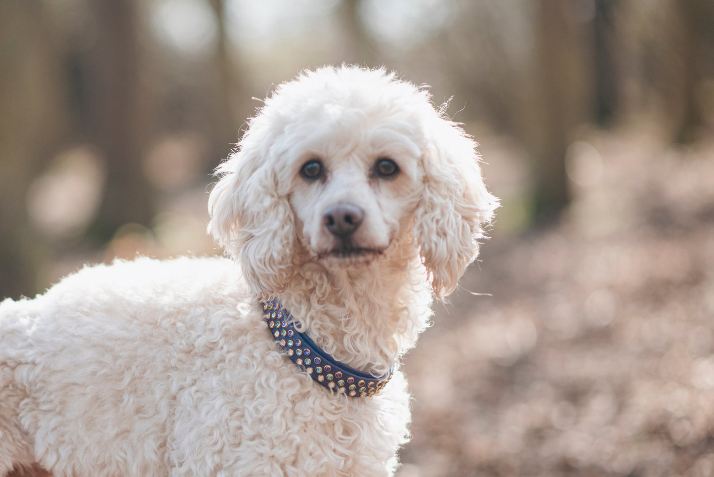 The Twenty 3/4" (20mm) - Biothane Dog Collar