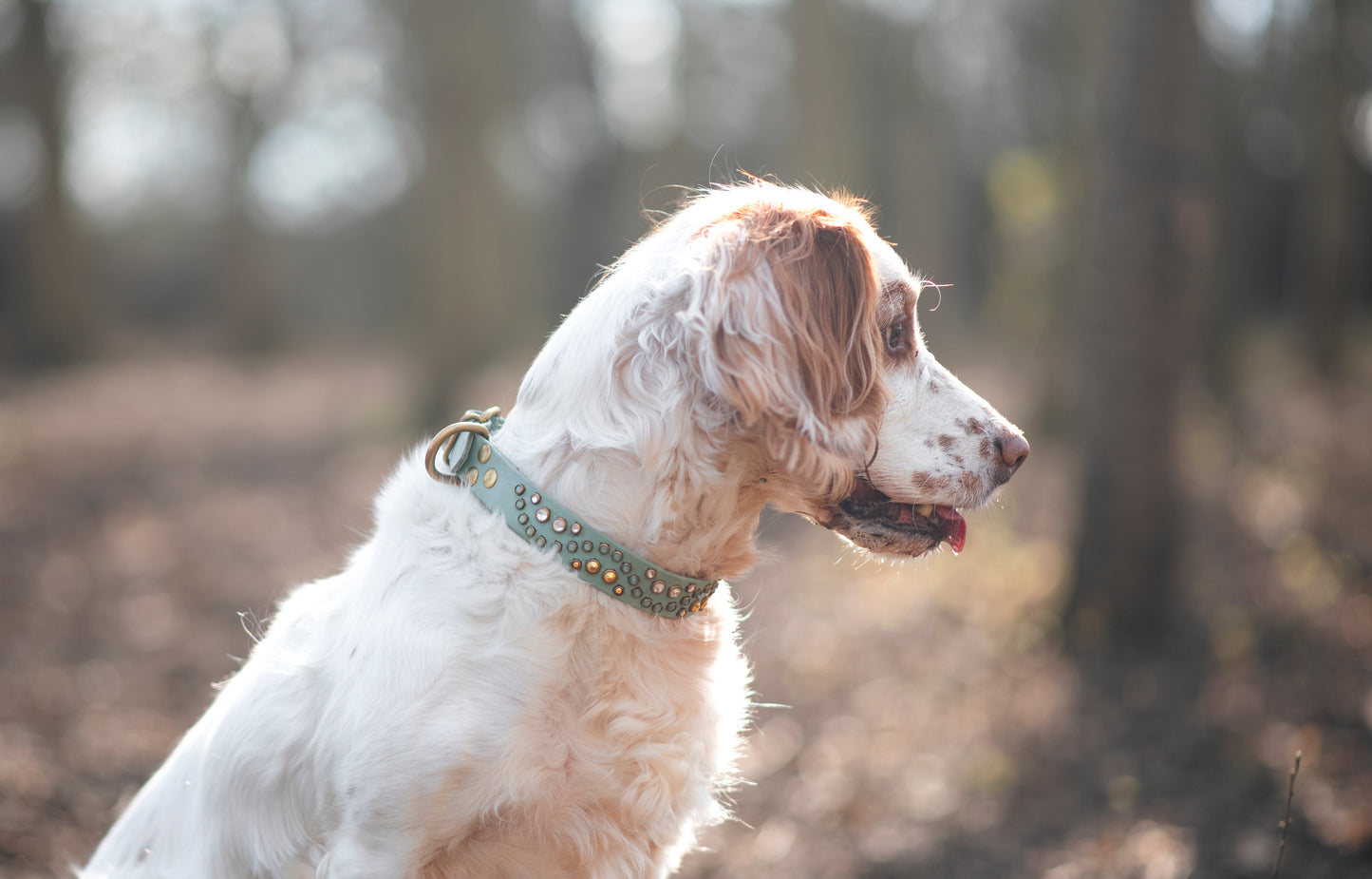 The Opulence 1" (25mm) - Biothane Dog Collar
