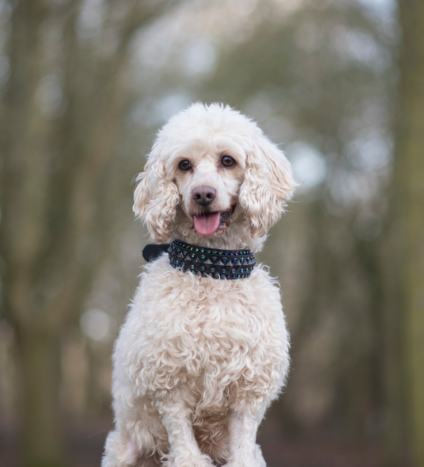 The Apollo 1.5" (38mm) Double Layer - Biothane Dog Collar