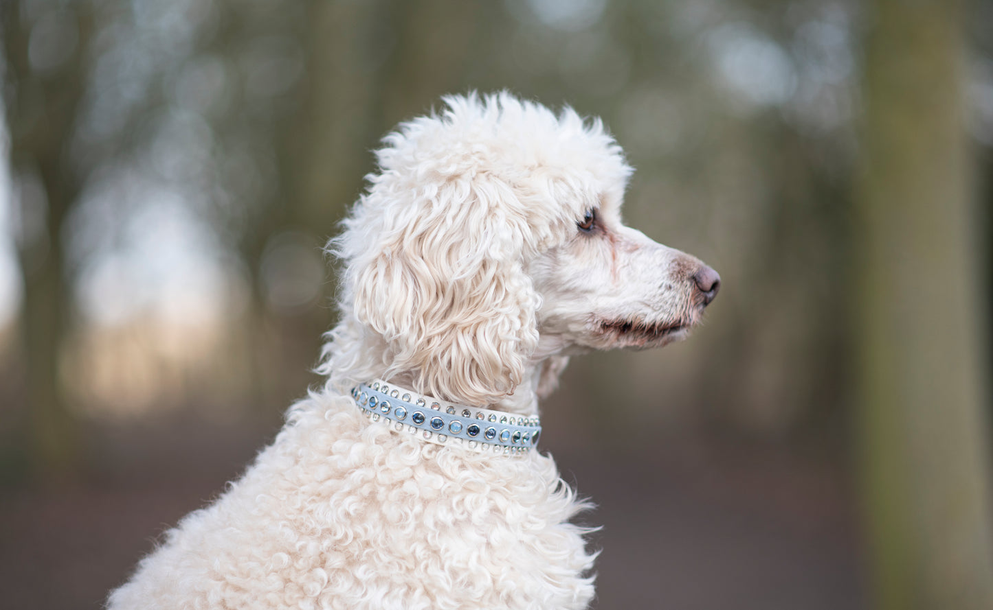 The Ego 1/2" (12mm) on 1" (25mm) Double Layer - Biothane Dog Collar