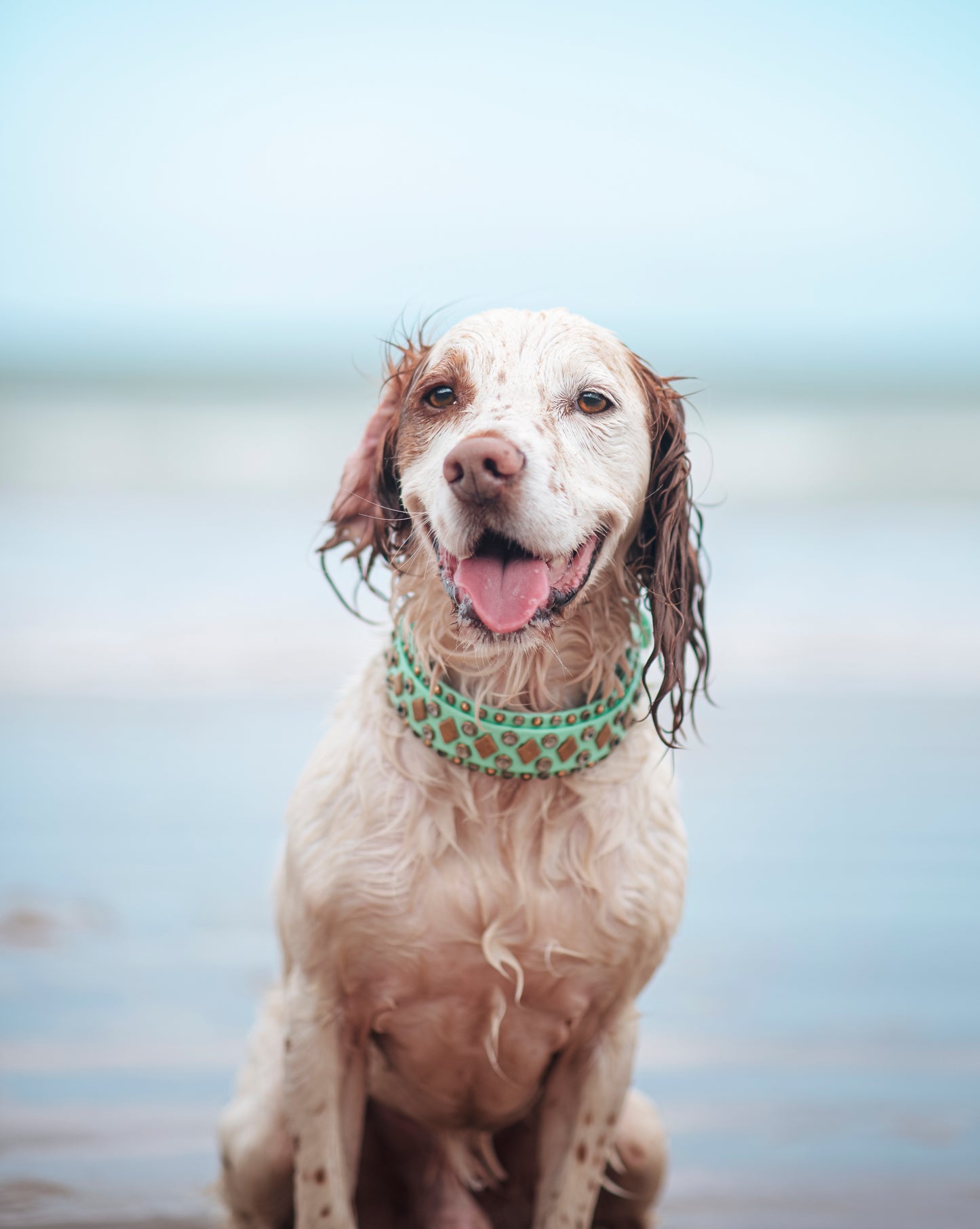The Regal 1.5" (38mm) Double Layer - Biothane Dog Collar