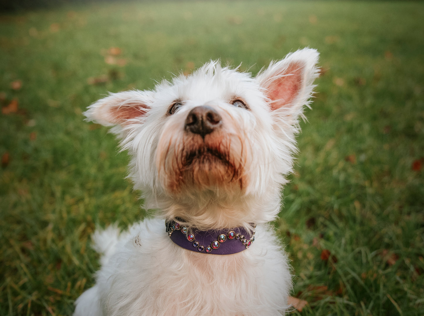 The Wave (Multiple Widths) - Biothane Dog Collar