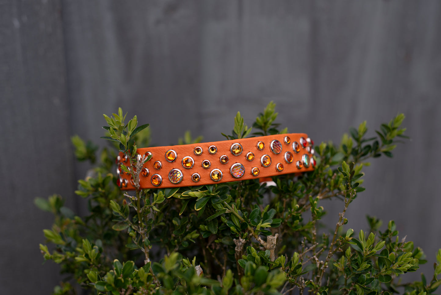 The Chaos (Multiple Widths) - Biothane Dog Collar