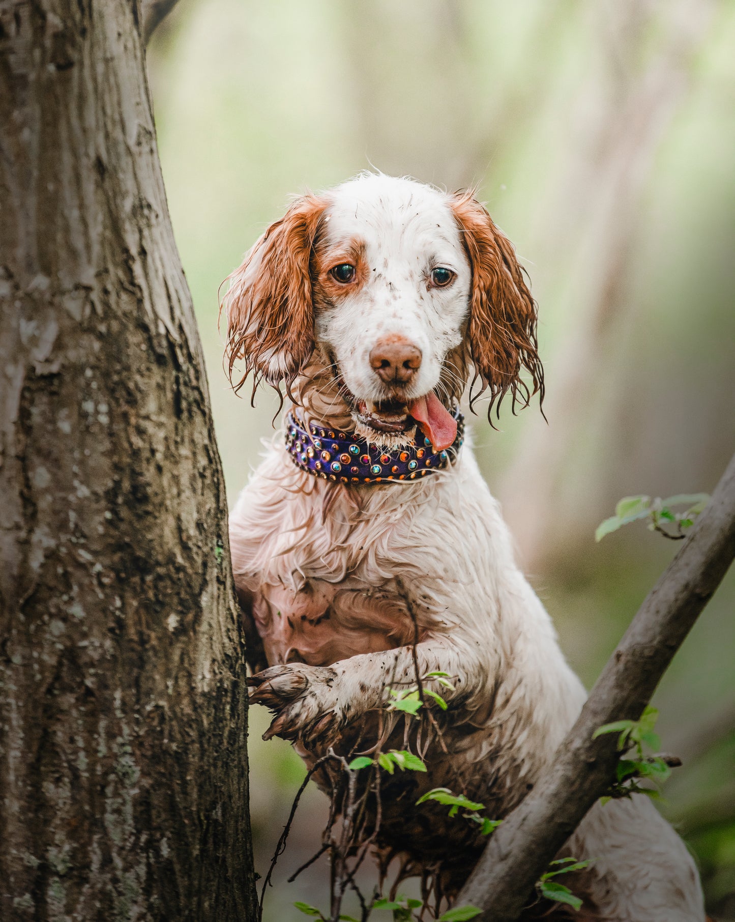 The Jumble 1.5" (38mm) Double Layer - Biothane Dog Collar