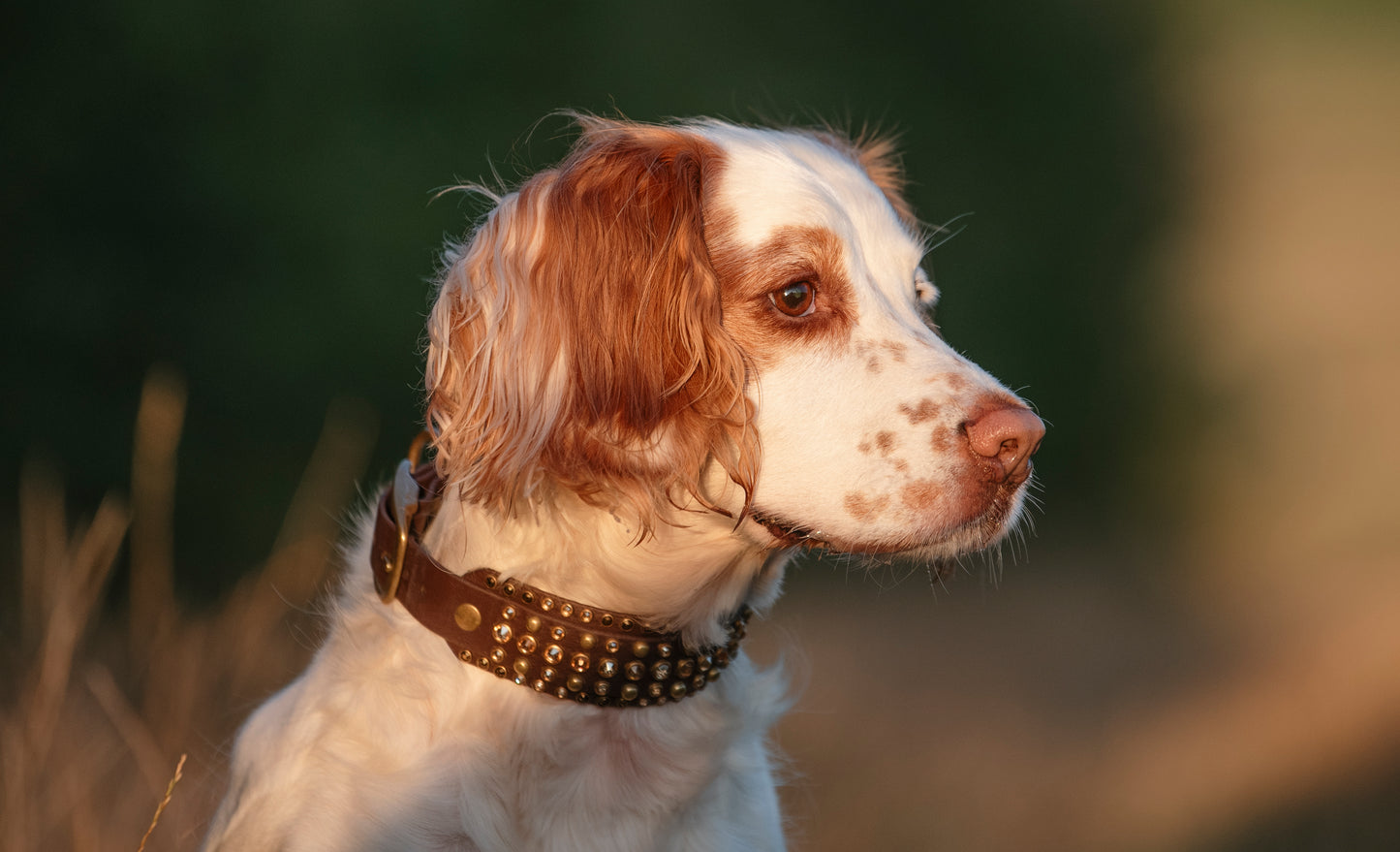 The Leon 1.5" (38mm) Double Layer - Biothane Dog Collar