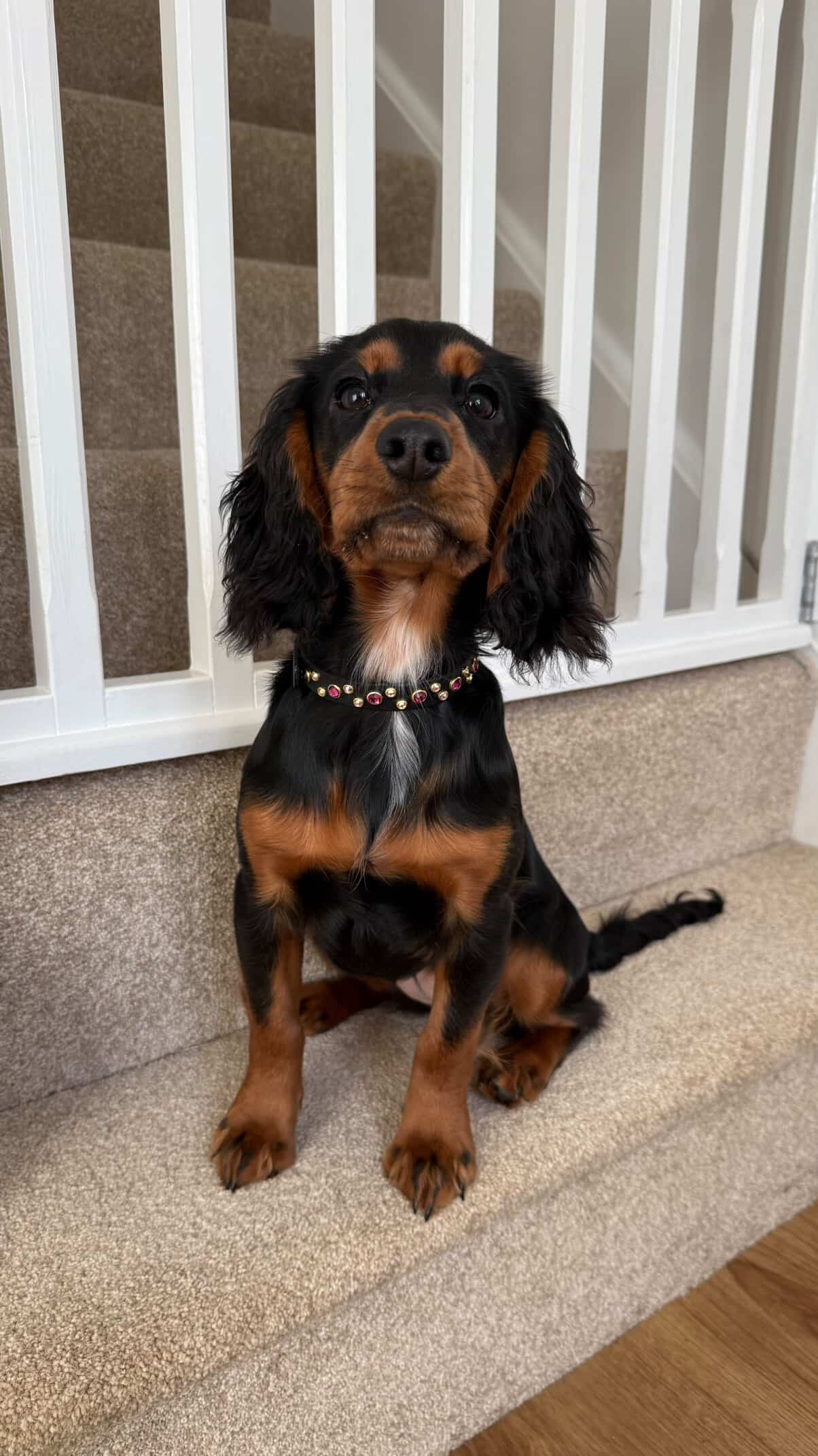 Custom design for Emma_and_the_spaniels (IG)