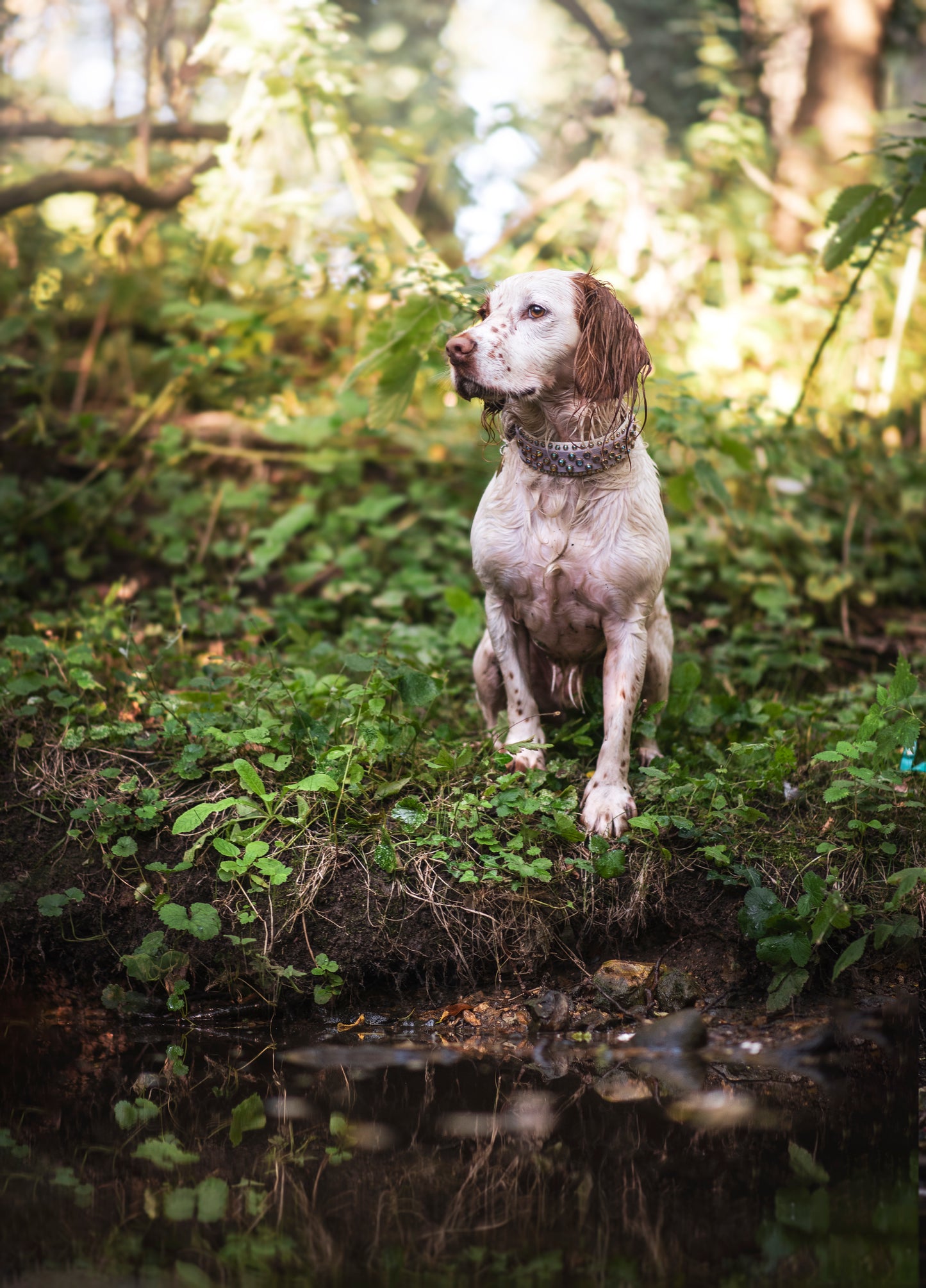 The Euphoric 1.5" (38mm) Double Layer - Biothane Dog Collar