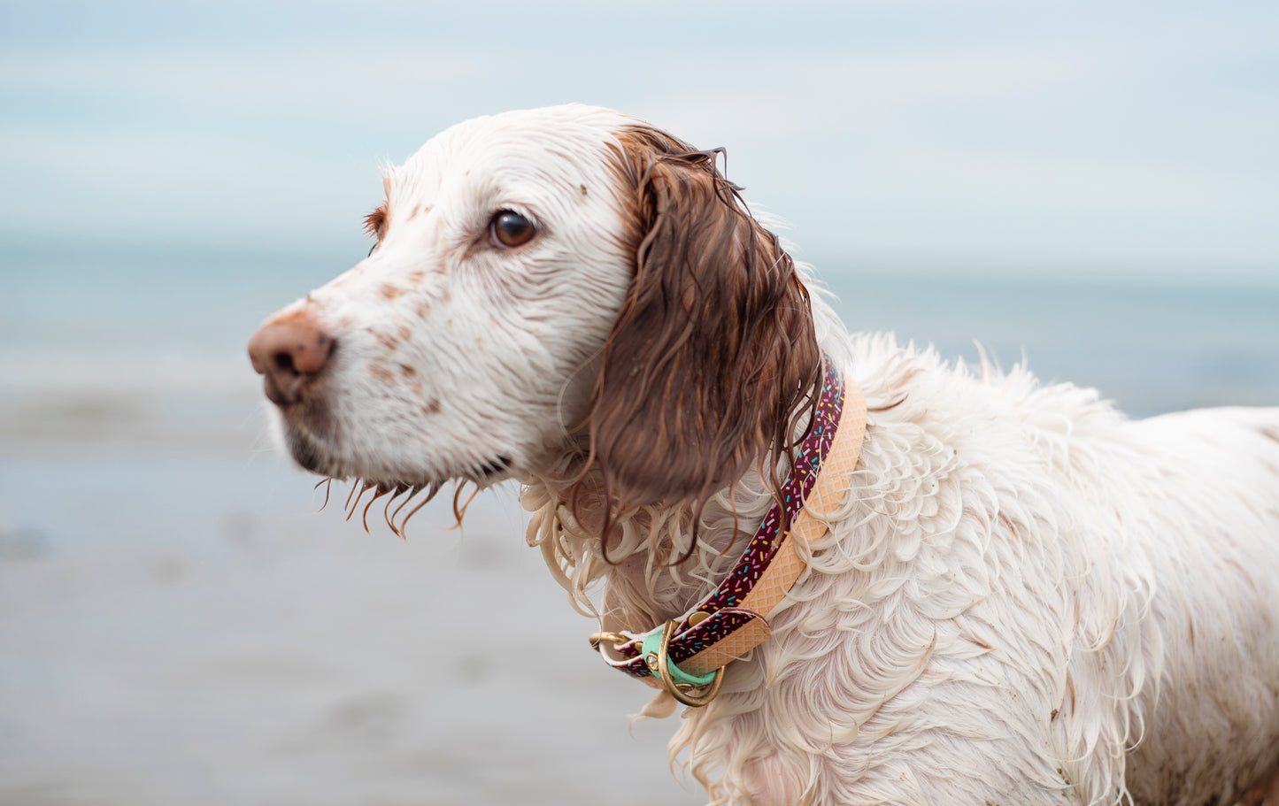 Get Your Scoop - Ice Cream Biothane Dog Collar