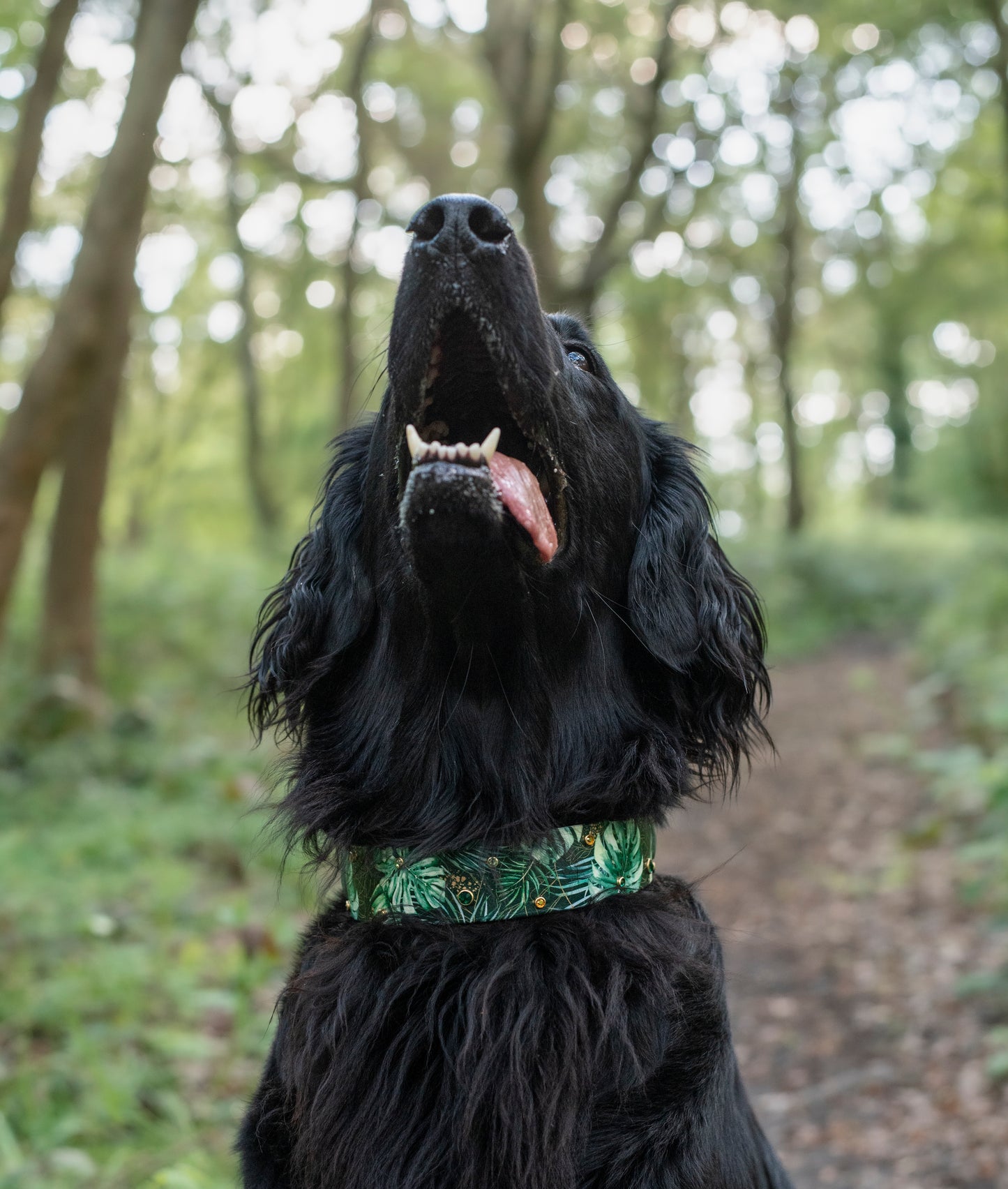 In The Jungle - Printed Leaf Biothane Dog Collar
