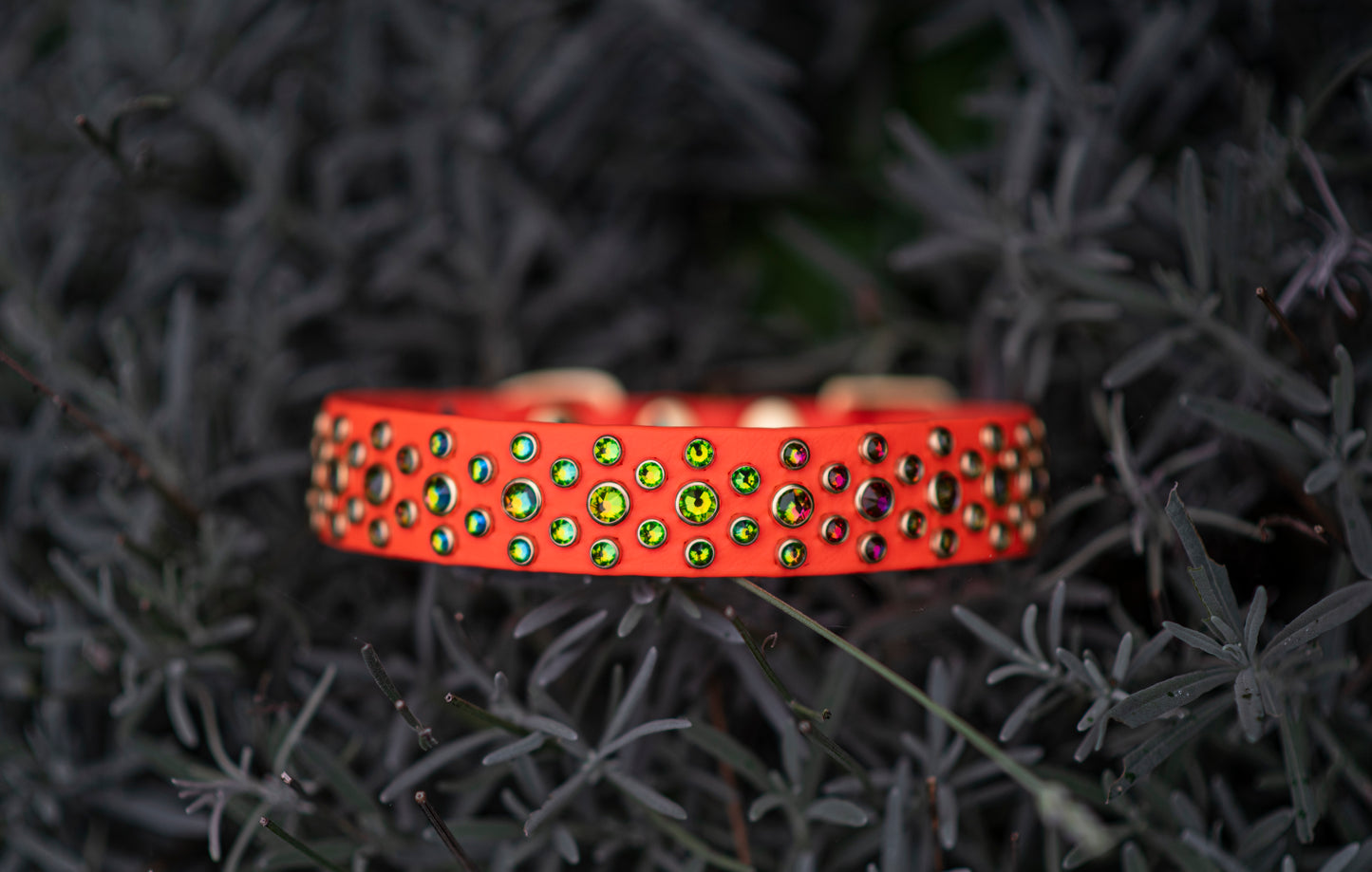 The Aster 1" (25mm) - Biothane Dog Collar