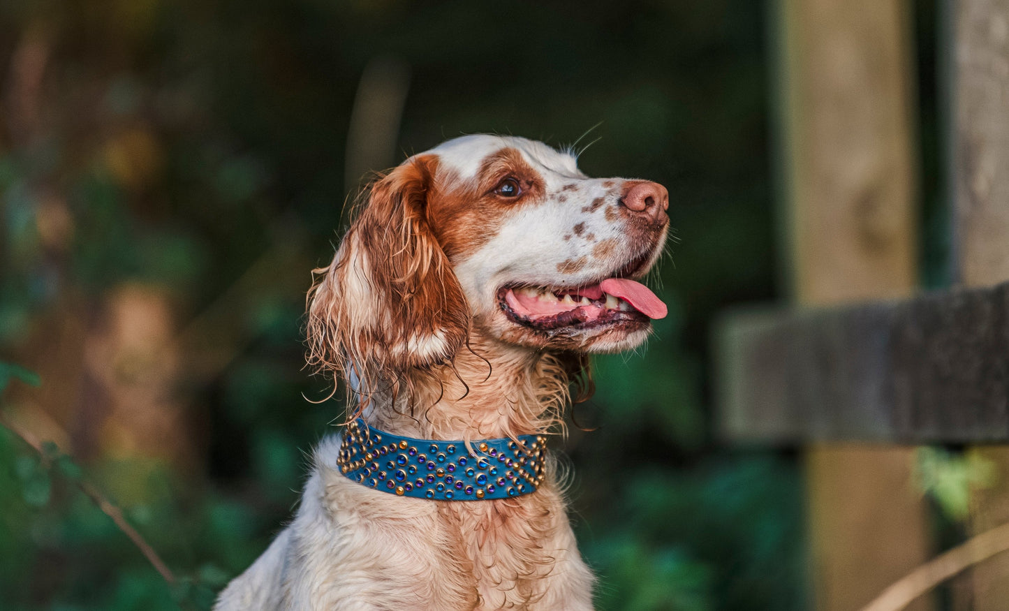 The Roxy 1.5" (38mm) - Biothane Dog Collar