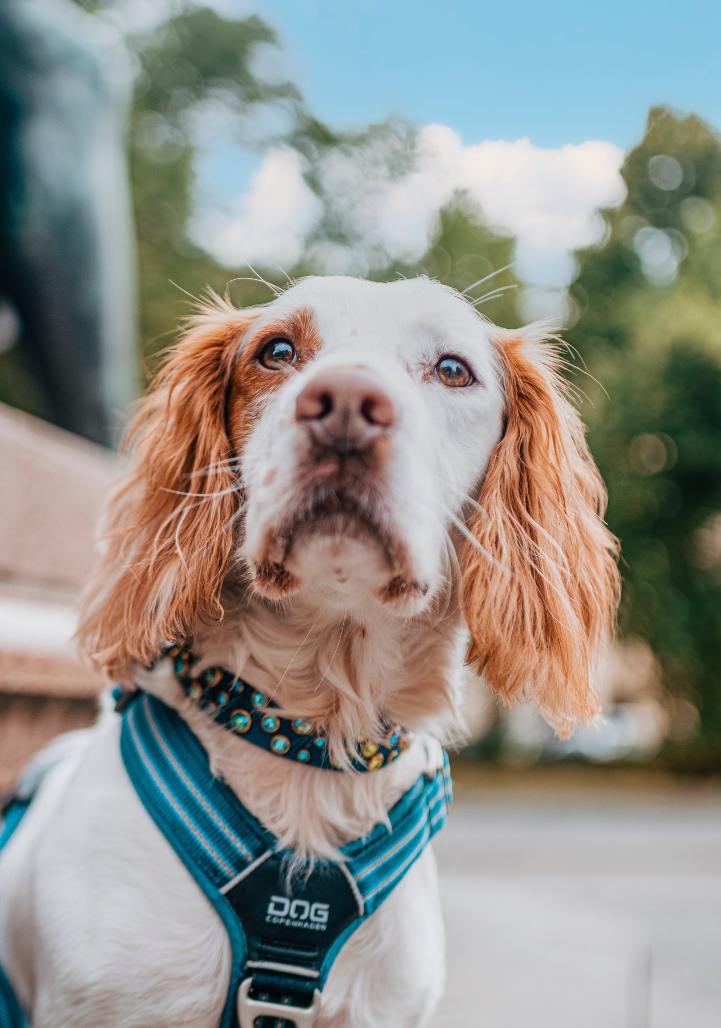 The Rave (Multiple Widths) - Biothane Dog Collar