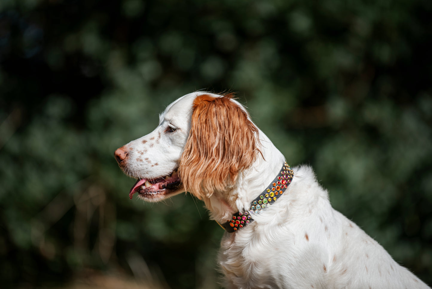 The Aster 1" (25mm) - Biothane Dog Collar