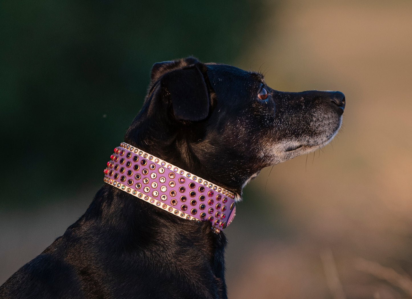 The Euphoric 2" (50mm) Double Layer - Biothane Dog Collar