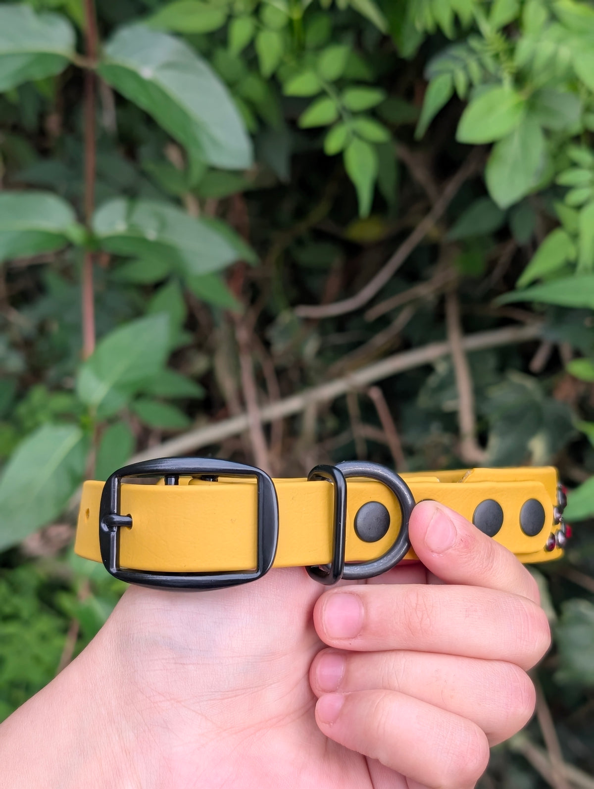 12-15" Size, 1" tapered to 3/4" Width  - Ready To Ship Collar